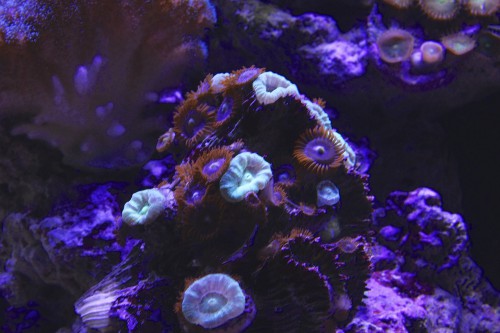 IMG_1985-Version2.jpg