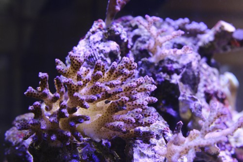 IMG_1995-Version2.jpg
