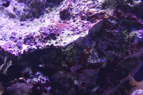 IMG_1996-Version2.jpg