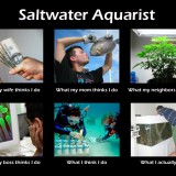 saltwateraquaristcopy