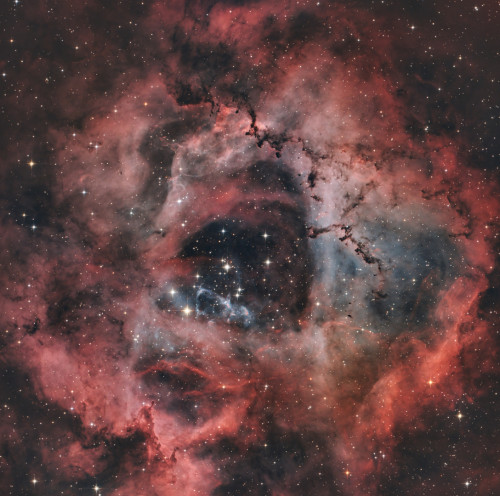 rosette_web.jpg